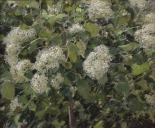 White Hydrangea - pastel, paper